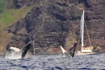 a bird flying over a body of water